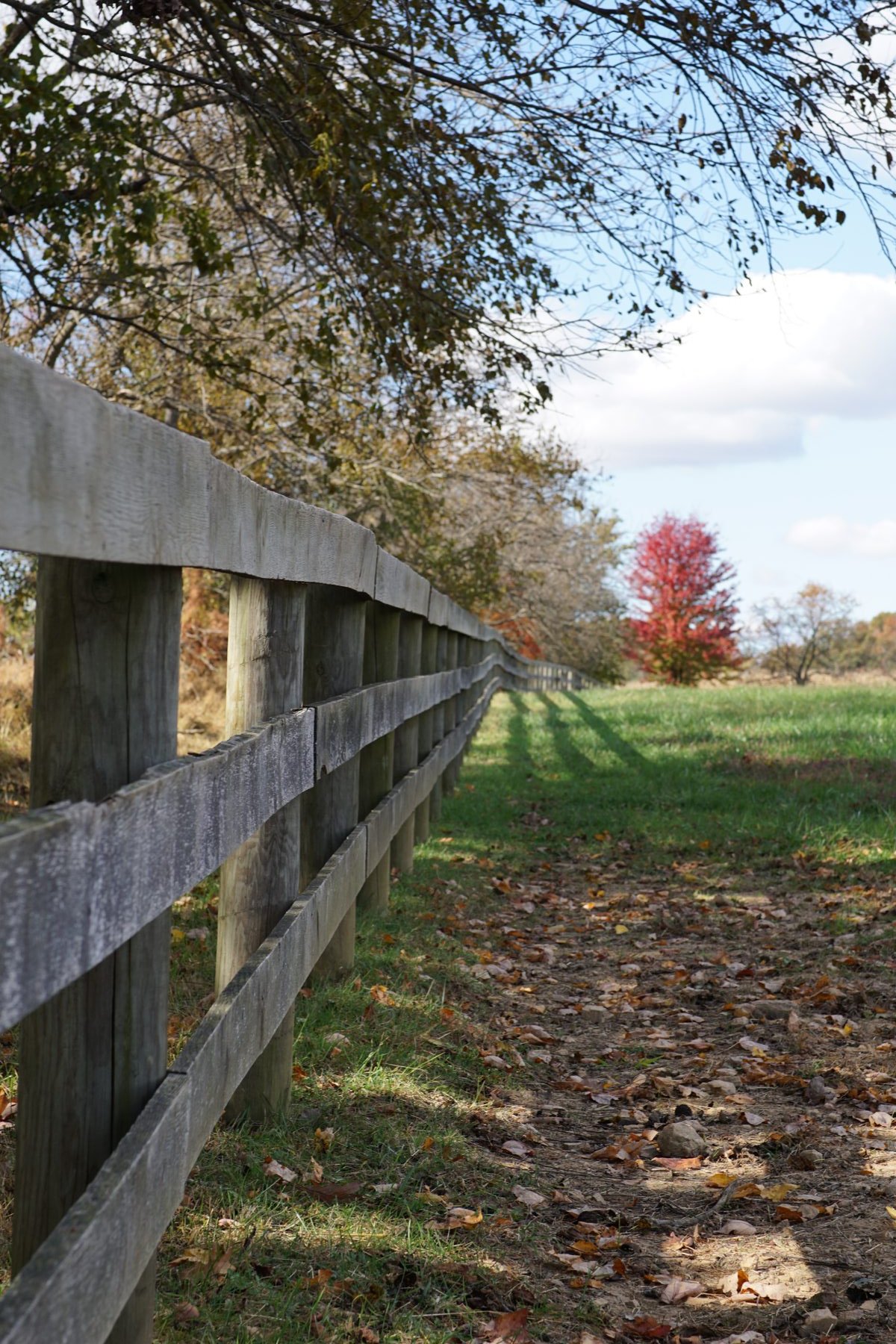 Fence line and field